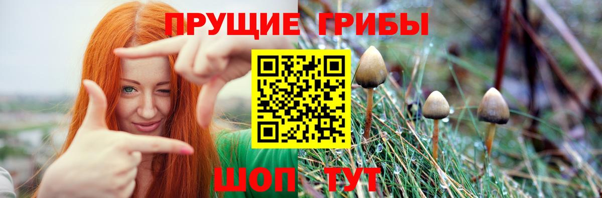 Псилоцибиновые грибы GOLDEN TEACHER Боровичи